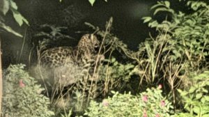 Пятнистого красавца засняли двух шагах от дома в Барабаше