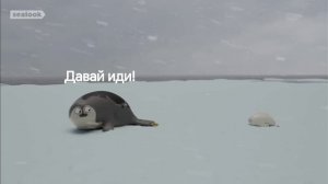 Тюленьки rytp часть 1
