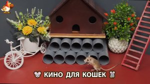 Видео для кошек про крысок развлекать питомцев 🐭🐀😂 563
