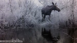Лоси и куница