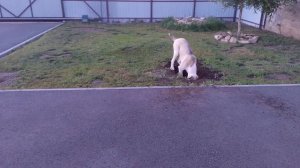 Дунька роет берлогу к зиме 🐕🐕🐕не нужОн ей вольер
