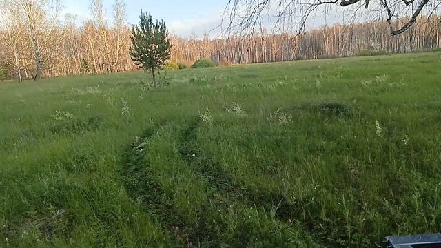 Караул нашествие гусениц.  Они сожрали весь лес. Берёзы стоят голые как зимой.