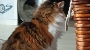 Коты и я😺🥰