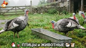 Сельские мотивы 🐏🐓🐇 Видео для души и радости 🌞 (15)