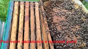 Рой пчёл заселился в пустой улей, пчелиная удача. Пасека оживает. Будни начинающего пчеловода.