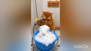 КАК КОТИК СОВУ КУПАЛ И ЧТО ИЗ ЭТОГО ПОЛУЧИЛОСЬ создано нейросетью