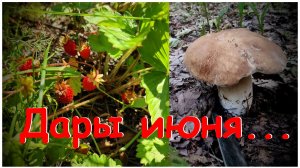 Лесные дары июня...