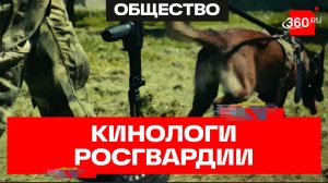 Росгвардия Подмосковья: как работают кинологи на массовых мероприятиях
