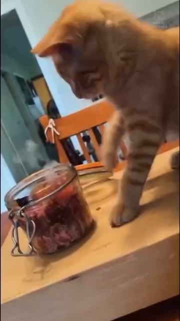 Рыжие коты точно не для новичков