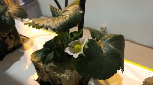 How to choose a phyto lamp for plants Как выбрать фито лампу для растений