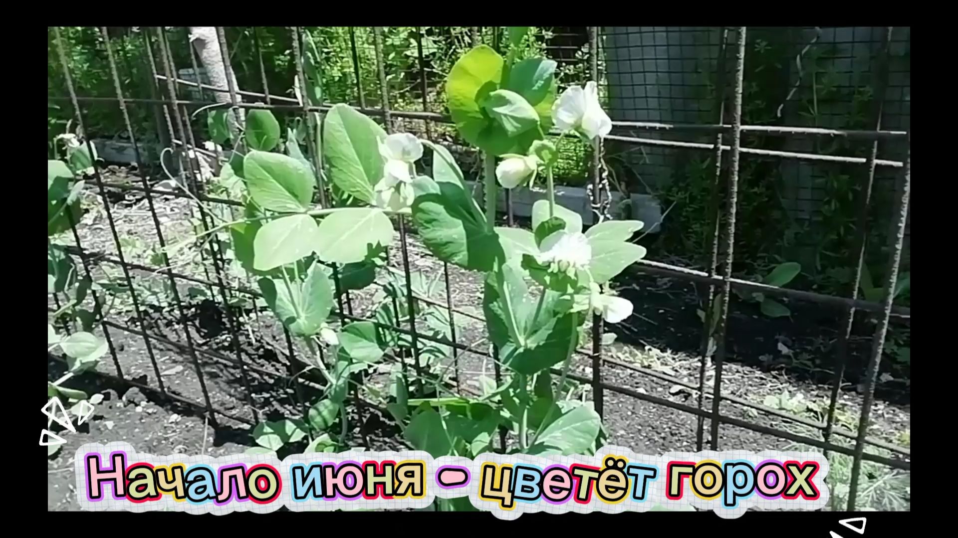 Горох цветёт - в начале июня