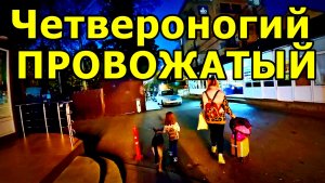 КОГДА У ТЕБЯ ПОЯВИЛСЯ НЕОЖИДАННЫЙ ПОПУТЧИК В АДЛЕРЕ 🐕❤️/ ОТПУСК. НОЯБРЬ 2025.