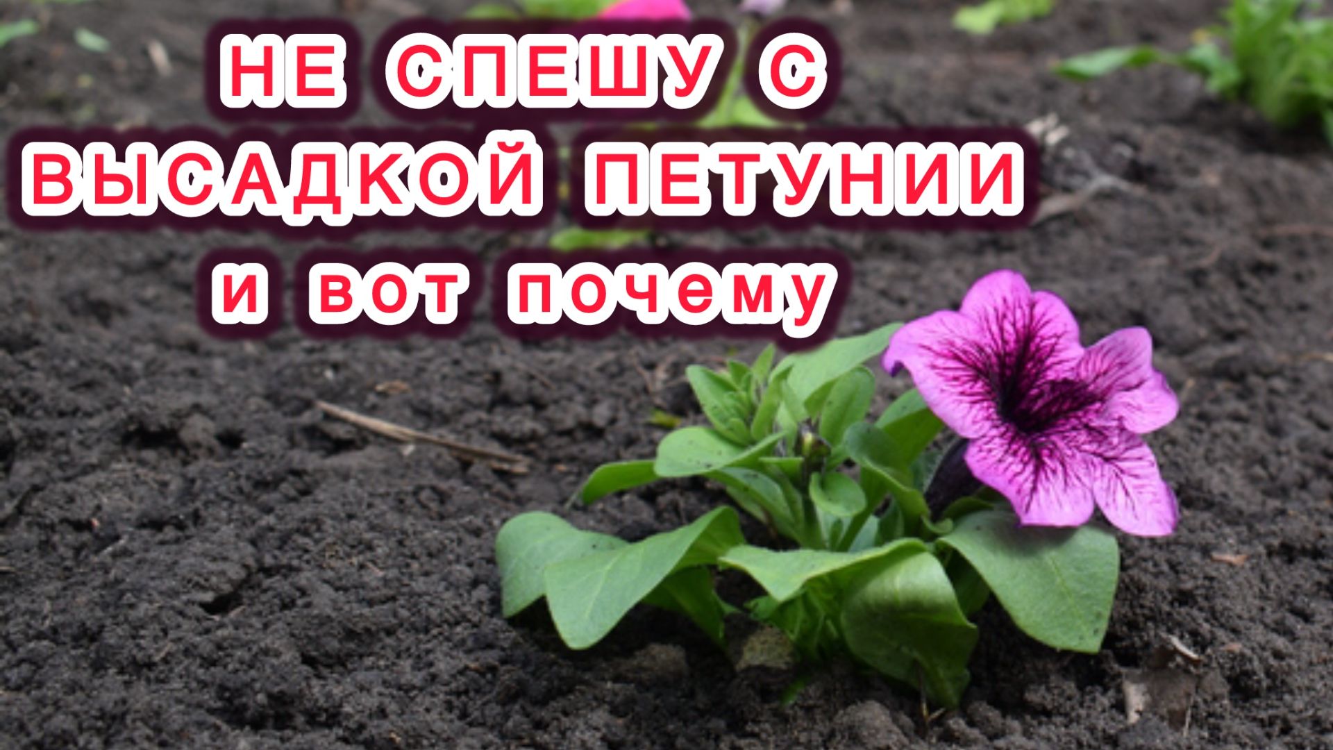 Петунию сажаю поздно и вот почему.