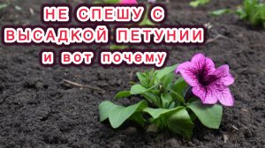 Петунию сажаю поздно и вот почему.