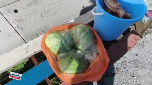 Приехала наша Людмила Михайловна, привезла домашние вкусности и овощи