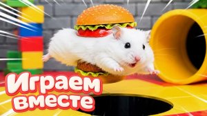 ХОМЯК ВЫБИРАЕТСЯ ИЗ СЕКРЕТНОЙ ХОМЯЧЕЙ ТЮРЬМЫ ! Забавные животные ! Супер лабиринт для хомяка №25