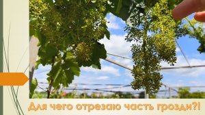 Чеканка или удаление части кистей винограда. Для чего?!