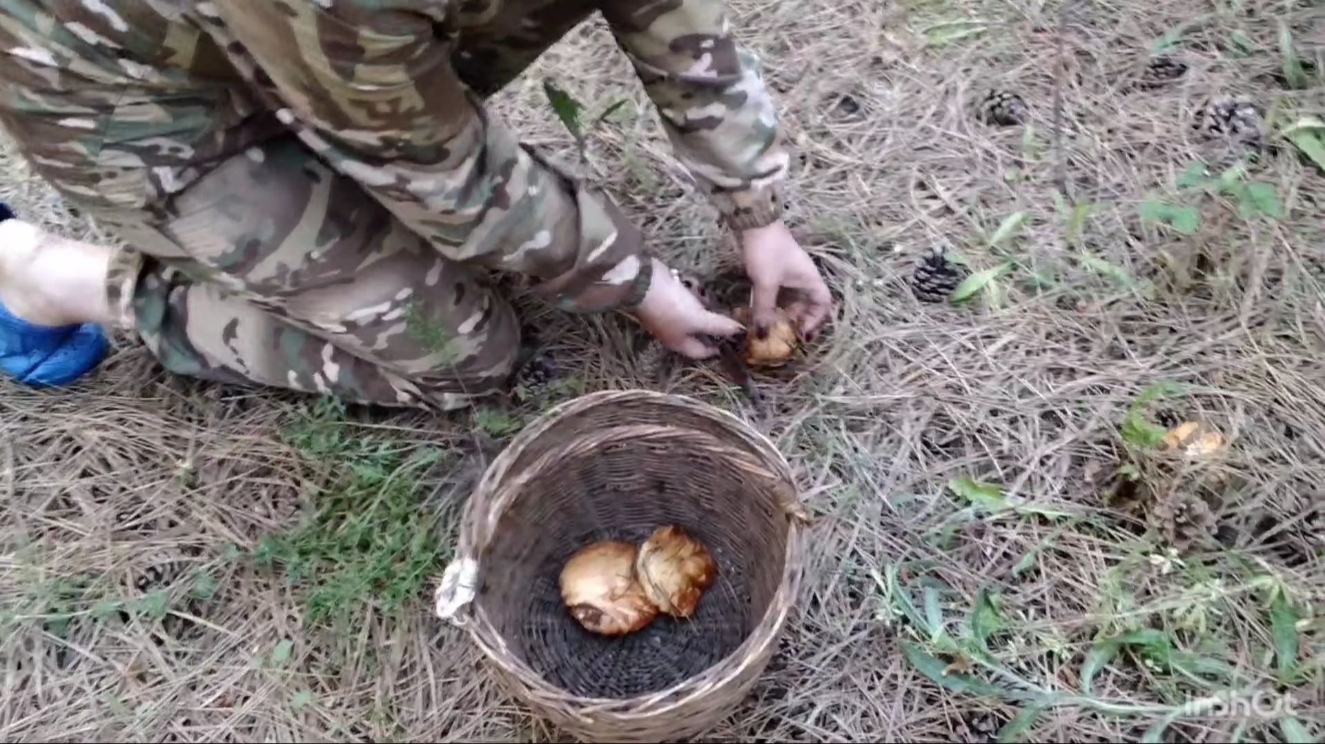 В лес за грибами