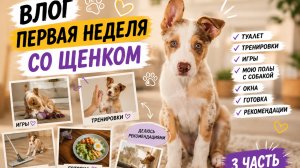Щенок дома 7 дней спустя | Ошибки, тренировки и реальная жизнь. влог 3