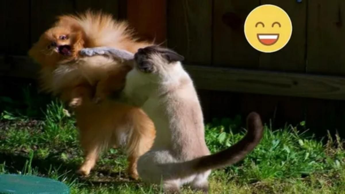 🤣СМЕШНЫЕ ЖИВОТНЫЕ!🤣 До СЛЕЗ!😂| 😻СМЕШНЫЕ ВИДЕО С ЖИВОТНЫМИ!#23!💯