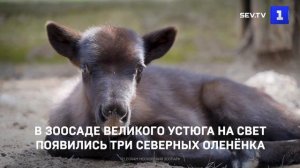 В Зоосаде Великого Устюга на свет появились три северных оленёнка