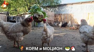 Кормление кур овощами и фруктами для зарядки и от скуки 🥗🐓🤗  (107)