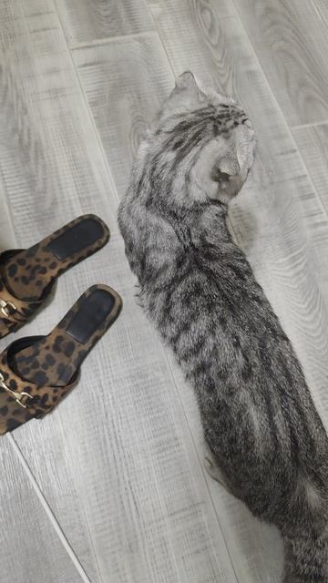 тимон знает команду 🙂 смотреть онлайн