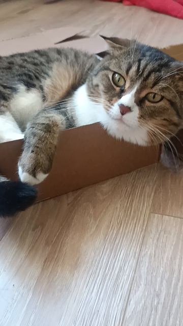 Афанасий и коробка