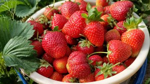 Маленькие  радости  большого лета 🍓🍓🍓