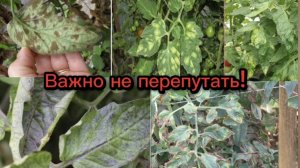 Не путайте кладоспориоз с хлорозом и другими состояниями томатов.Не все пятнышки на листьях-кладик!