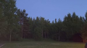 Медузы. Лесная поляна
