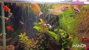 релакс для любителей подводного мира 🤗🐠 мой аквариум прекрасен