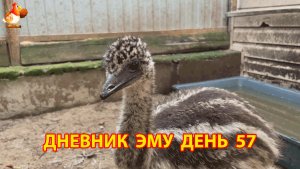 Дневник страусят Эму день 57