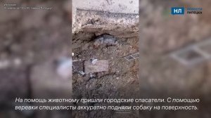 В Липецке спасатели вызволили слепую собаку из глубокого раскопа