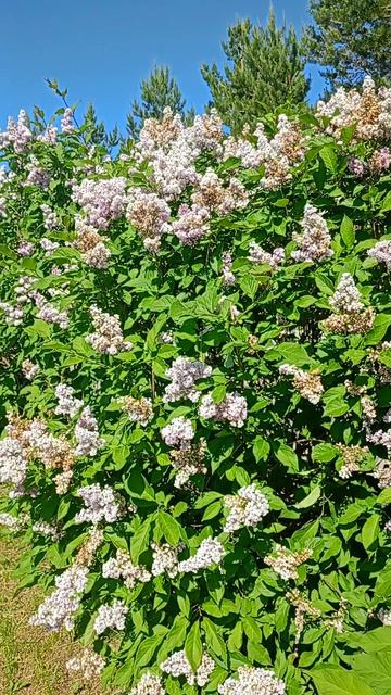 аллея красоты😍 смотреть онлайн
