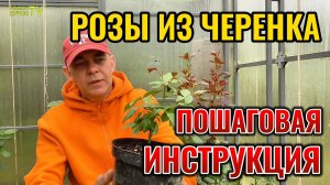 Укоренение черенков РОЗЫ в июне 🌹 метод, который ломает все правила, как размножить розу черенком