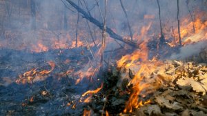 Площадь лесных пожаров в Красноярском крае превысила 80 гектаров