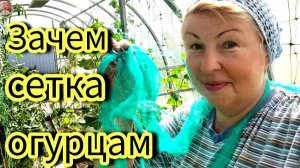 Дешевая сетка из фикспрайс для огурцов. Что сделать чтобы завязи у огурцов не желтели (1)