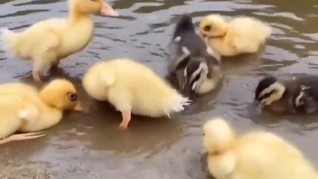 Мама и маленькие жёлтые котята