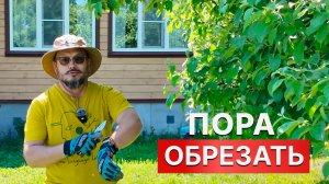ОБРЕЗКА ЯБЛОНИ НА УРОЖАЙ! Показываю ГЛАВНУЮ работу в ИЮНЕ!