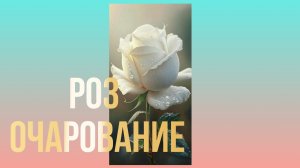 Роз очарование.🌹🌹🌹