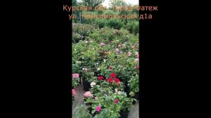 Розы микс «Акция»