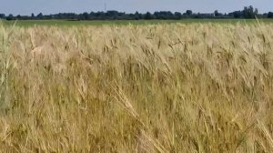 ОЛЬГА ИЗ ЗАУРАЛЬЯ.  ОБЗОР.
