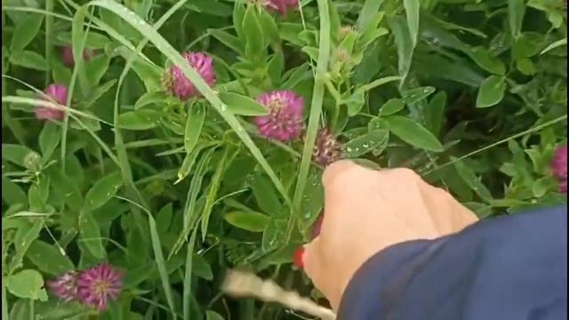Собираем клевер🍀, это очень полезно. смотреть онлайн