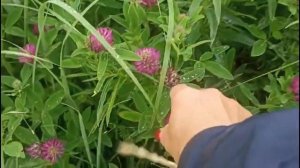 Собираем клевер🍀, это очень полезно.