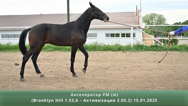 Акселератор РМ (ж) (Brooklyn Hill 1.52,6 – Активизация 2.05,2) 15.01.2025 смотреть онлайн