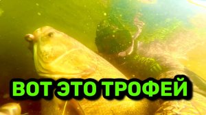 Охота года: судак и толстолобик на открытии.
