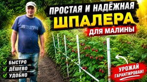 КЛАССНАЯ ШПАЛЕРА ДЛЯ МАЛИНЫ