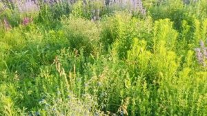 РУБРИКА ПОГУЛЯТЬ СХОДИТЬ