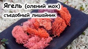 Ягель